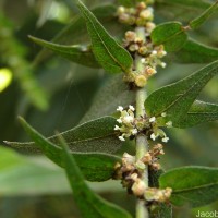 Gonostegia pentandra var. wightii (Benn.) Pull. & Karupp.